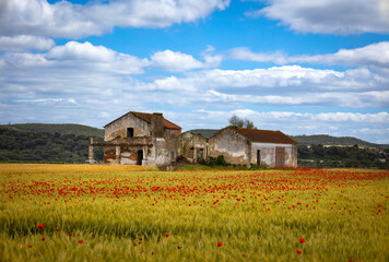 Obraz premium Old abandoned farmers house with beautiful vegetation of red poppies and golden wheat in the Ribatejo plains area - Portugal