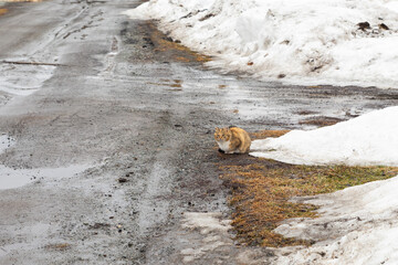 hungry homeless kitten cat sitting on rural road in winter. care and help homeless animals,...