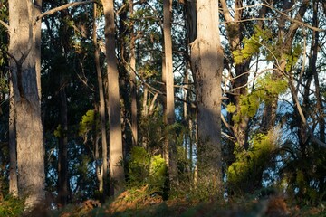 native australian plants in the bush, beautiful gum Trees and shrubs in the Australian bush forest. Gumtrees and native plants growing