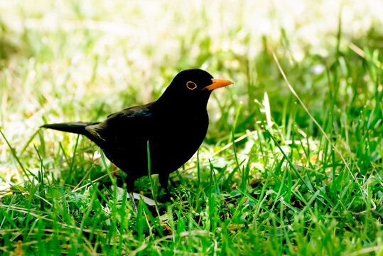 Natural singer Blackbird, Turdus Merula, Mirlo Komun, Tordo against the grass in summer