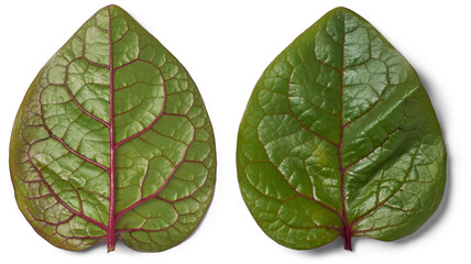 malabar spinach plant leaves isolated white background, ceylon, indian or vine spinach, basella...
