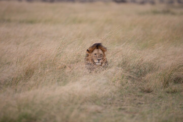 Big lion lying on savannah grass. Landscape with characteristic trees on the plain and hills in the...