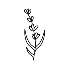 Fototapeta premium Doodle outline lavender herb isolated on white background.