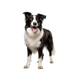 Fototapeta premium Border Collie Dog Sitting on transparent Background