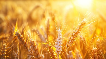 A close-up of a wheat field with the sun shining through it.


