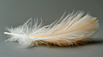  A tight shot of a white feather against a gray backdrop, featuring a tiny white stick positioned in its center