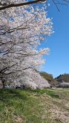 日本、富岡市、高田川親水公園の桜