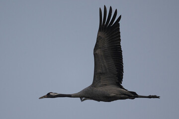 flying crane