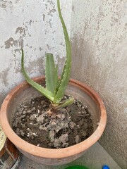 cactus in a pot