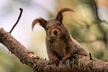 squirrel