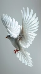 Obraz premium A white bird flying in the air with its wings spread, AI