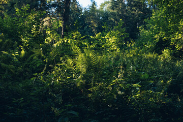 Wooden hotel in Carpathian mountains. Location: Zakarpattya region, Ukraine
