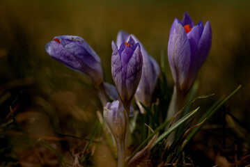 Kwiaty-Krokusy