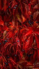 Berries in red leaves