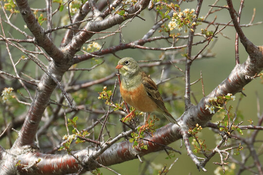 Ortolan bunting, Emberiza hortulana, beautiful songbird on blossomed tree