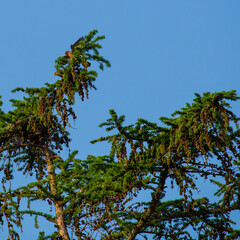 A kestrel descends on its partner to mate on a tree top early in the morning.