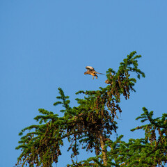 A kestrel flies away after mating with its partner on a treetop