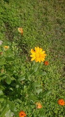 yellow flower in the water