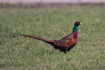 Ring-necked Pheasant