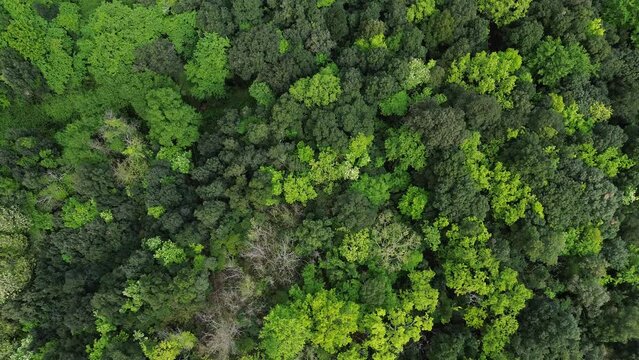 The Tuscan forest seen from above 4K
