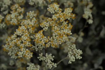 lichen on a rock