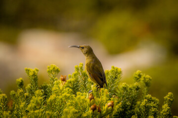 yellow billed hornbill