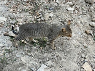 animal,domestic,nature,cat,cats,flowers,insect,
