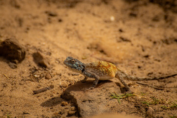 lizard on the sand