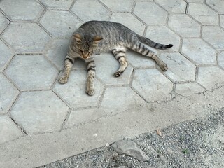 animal,domestic,nature,cat,cats,flowers,insect,