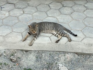 animal,domestic,nature,cat,cats,flowers,insect,