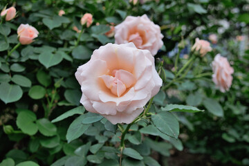 ベージュのバラ