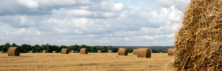 View of the grain field of the new crop after harvest, on a sunny day.The sun illuminates the hay in rolls on the field. The hay collected on the field. Hay is the main crop of animal husbandry. - obrazy, fototapety, plakaty
