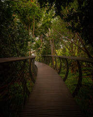 wooden bridge in the forest