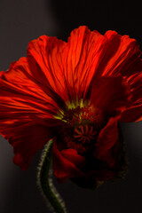 Artistic red poppy flower macro closeup details 