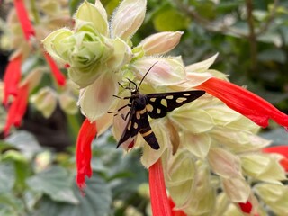 animal,domestic,nature,cat,cats,flowers,insect,