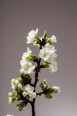 Apple cherry flowers branch closeup in springtime