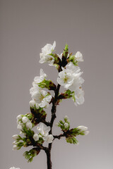 Apple cherry flowers branch closeup in springtime