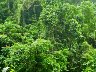 Rain in the tropical forest. View of tropical trees in the jungle. Raindrops fall against the...