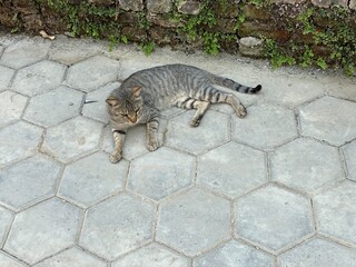 animal,domestic,nature,cat,cats,flowers,insect,