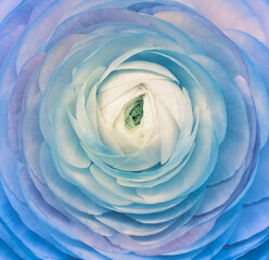 Rose flower.   Floral background.  Close up.  Nature. 