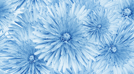Seamless  blue  floral  background. Flower dandelion and petals. Close up.