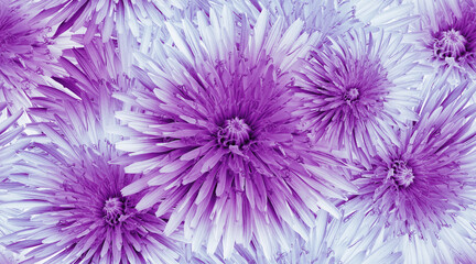 Seamless  floral  background. Flower dandelion and petals. Close up.