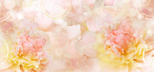 Pink peonies  flowers.   Floral background. 	
 Closeup. 