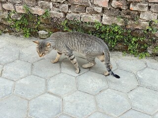 animal,domestic,nature,cat,cats,flowers,insect,