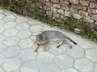 animal,domestic,nature,cat,cats,flowers,insect,