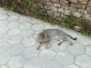 animal,domestic,nature,cat,cats,flowers,insect,