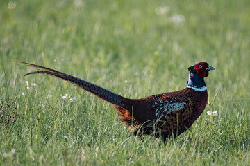 Ring-necked Pheasant