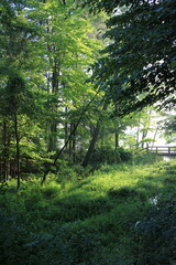An overgrown meadow with lots of ferns, plants, and trees.