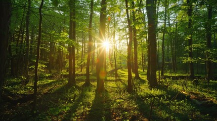 Obraz premium Serene Forest Sunrise with Lush Green Trees and Sunbeams. World Environment Day
