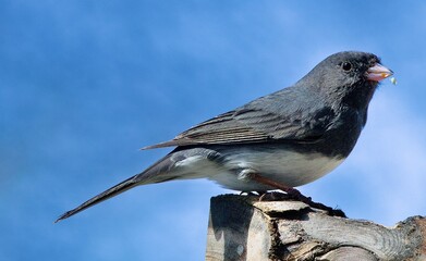 Dark-Eyes Junco
